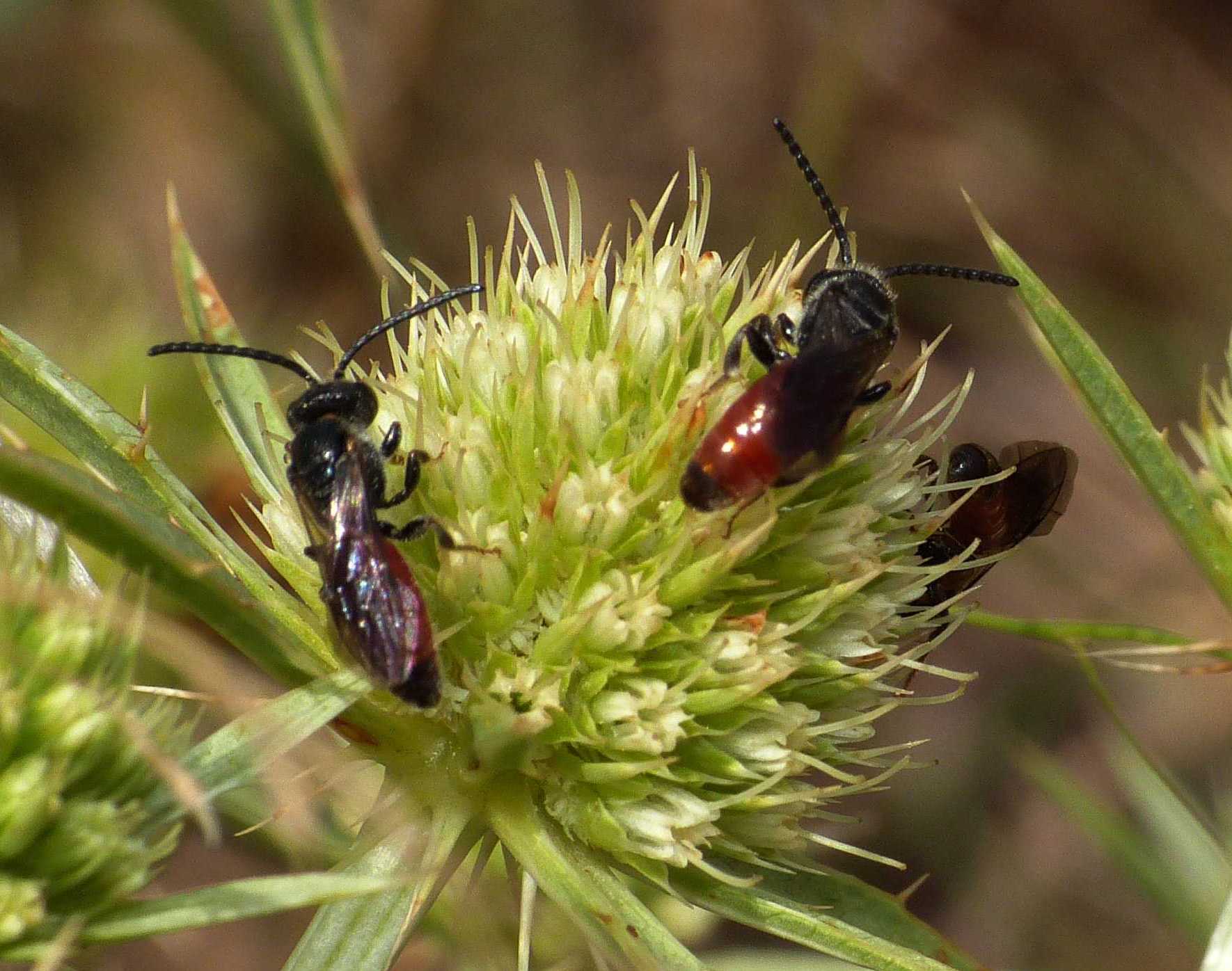 Micro Sphecodes?